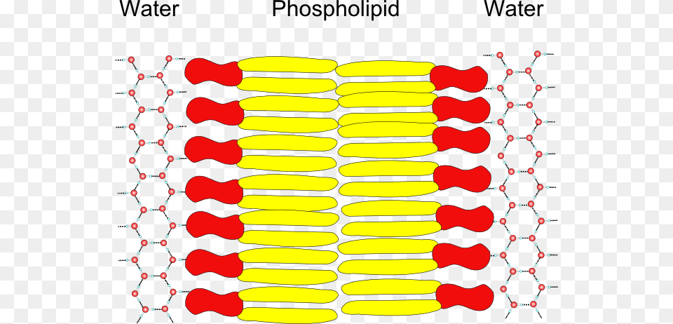 Water Molecule In Cell Membrane, Oars Png