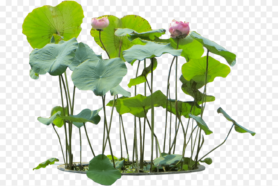 Water Plant Nelumbo Nucifera, Flower, Potted Plant, Leaf, Petal Free Png