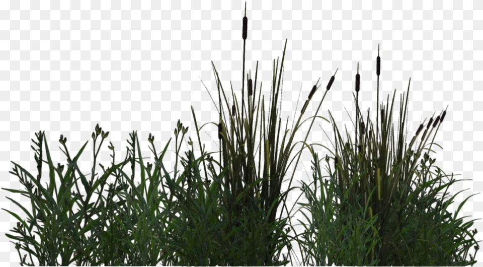 Water Plants, Grass, Plant, Vegetation, Reed Free Png Download