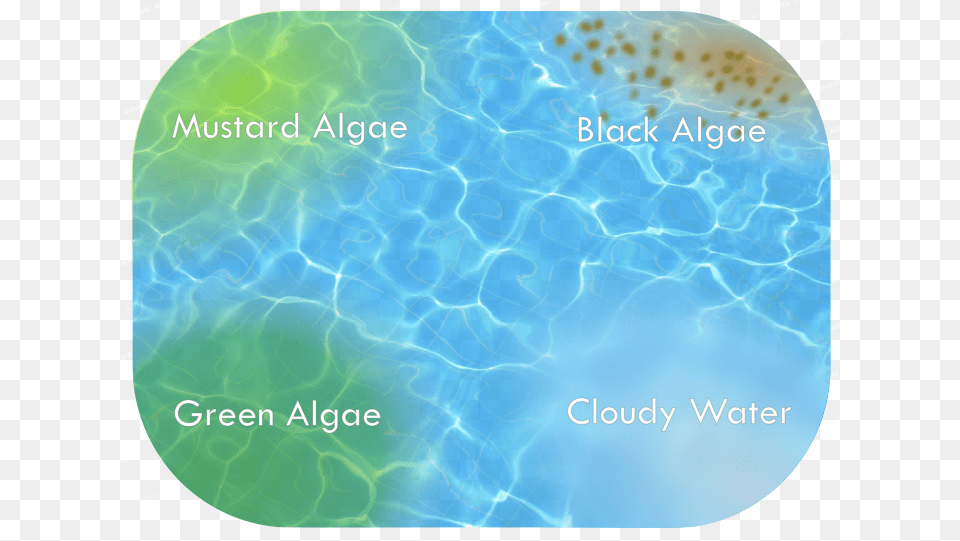 Water Problems Apartmentpools Mustard Algae In Pool Free Png