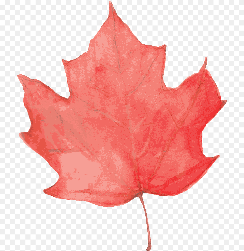 Water Red Maple Leaf Cartoon Transparent, Plant, Tree, Maple Leaf, Animal Free Png Download