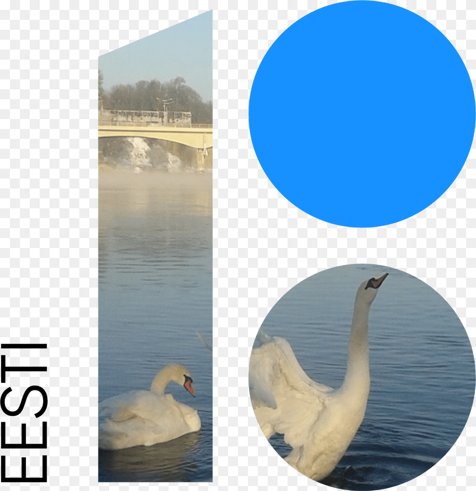 Water Reflection, Animal, Bird, Beak, Swan Free Transparent Png