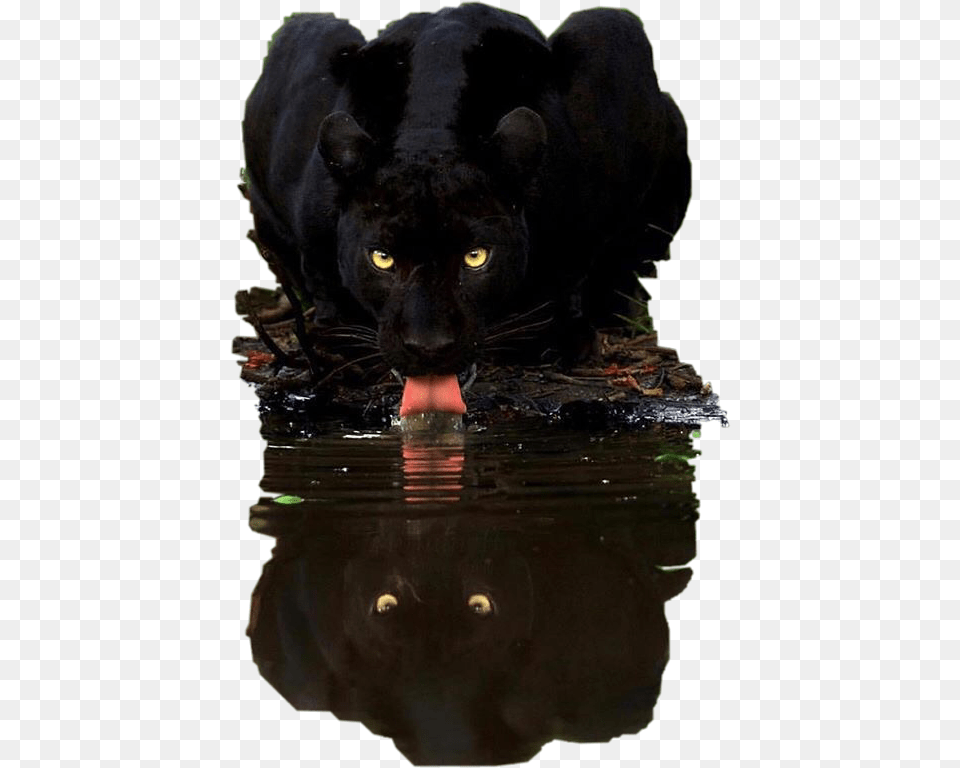 Water Reflection Panther Black Petsandanimals, Animal, Mammal, Wildlife, Canine Free Png