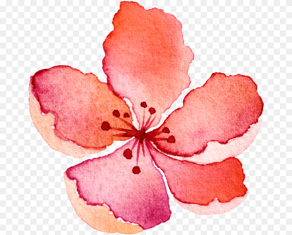 Water Saffron Transparent Decorative Impatiens, Flower, Petal, Plant, Rose Png