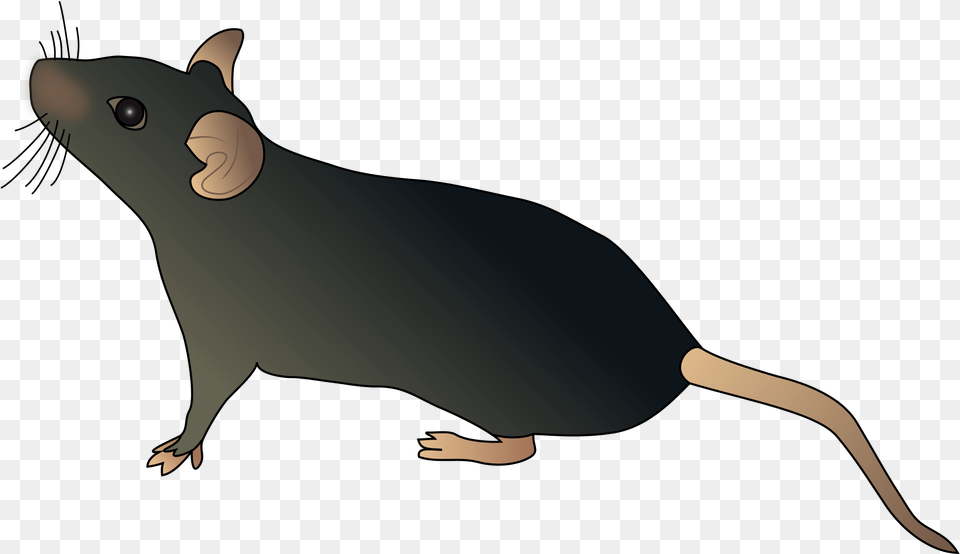 Water Shrewtasmanian Devilclip Artmarsupial Schematic Mouse, Animal, Mammal, Rodent, Rat Free Png Download