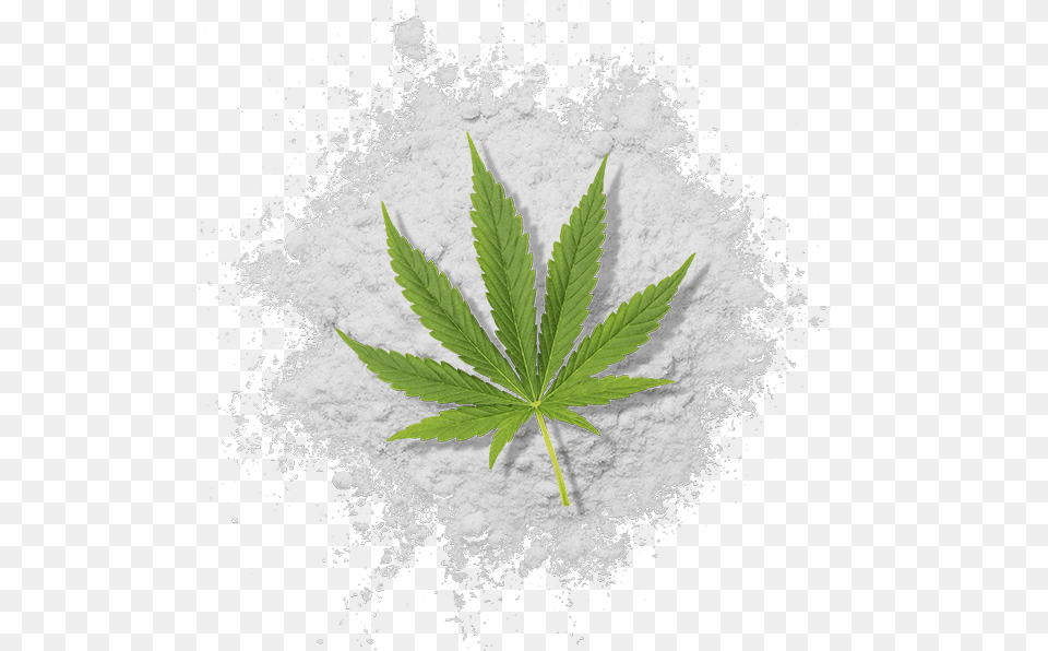 Water Soluble Thc Powder With Cannabis Leaf Illustration, Plant, Herbal, Herbs Free Png Download