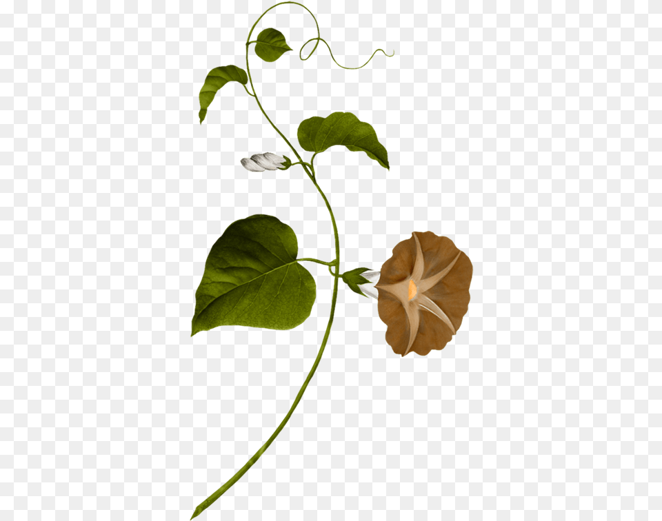 Water Spinach Clipart Download Vine Painting, Acanthaceae, Flower, Leaf, Plant Png Image