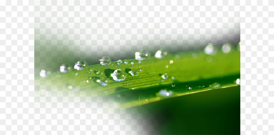 Water Splash Transprent Portable Network Graphics, Droplet, Leaf, Plant, Green Free Transparent Png