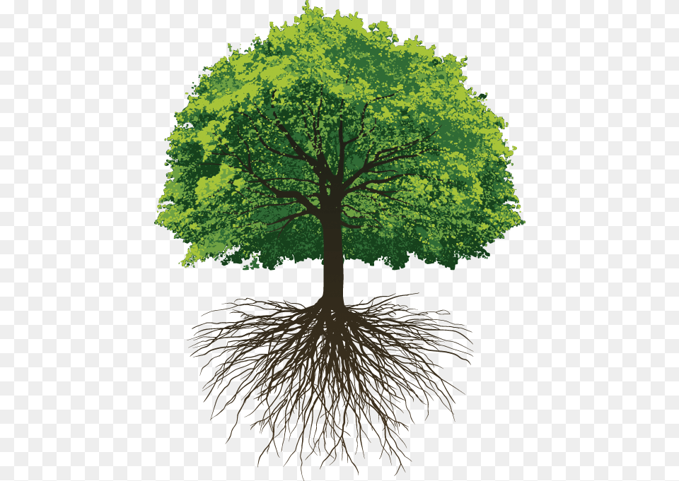 Water Yourself Like A Tree, Plant, Root Free Png