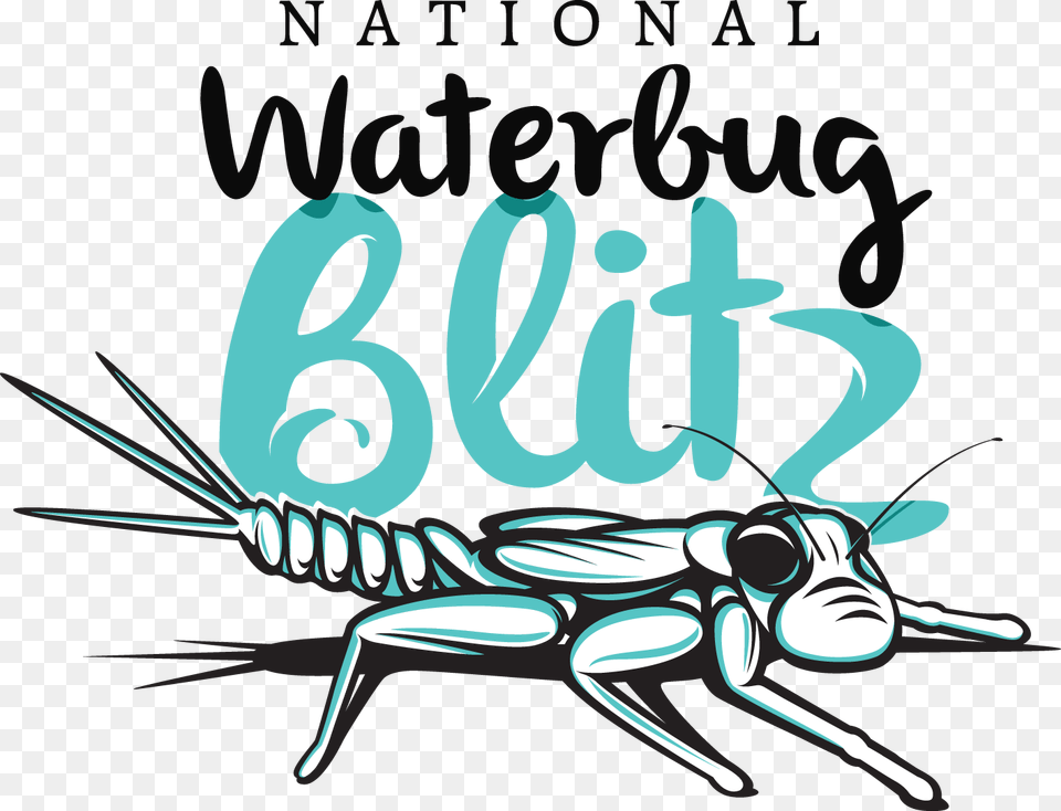 Waterbug Blitz, Animal, Grasshopper, Insect, Invertebrate Png Image