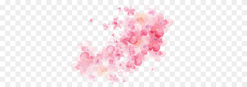 Watercolor Flower, Petal, Plant, Cherry Blossom Free Transparent Png