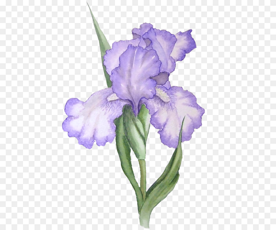 Watercolor Art Iris Watercolor, Flower, Plant, Petal Png