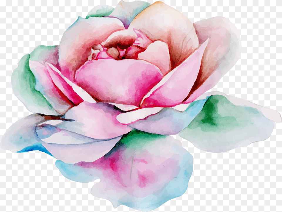 Watercolor Banner, Flower, Petal, Plant, Rose Free Transparent Png