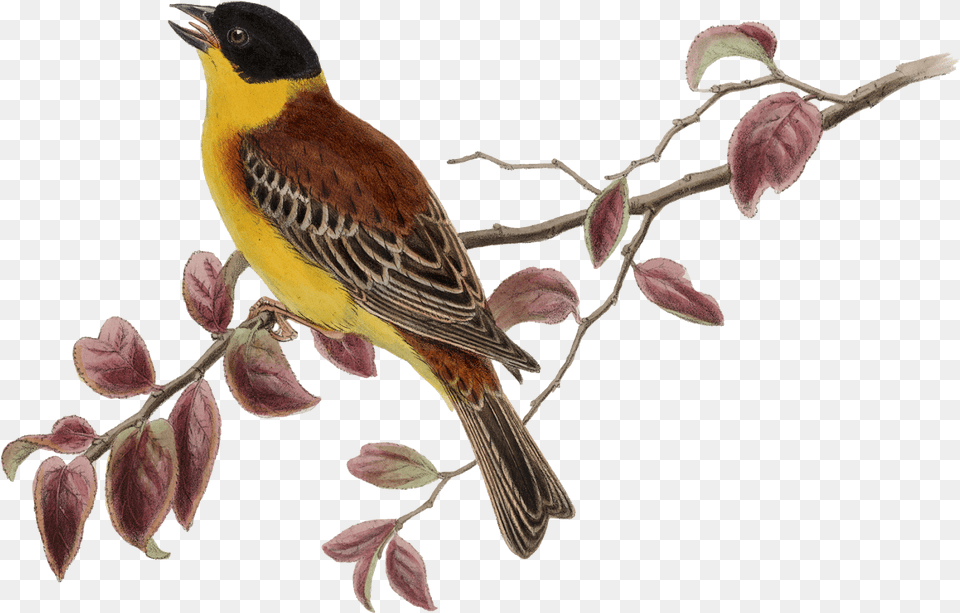 Watercolor Bird Bird, Animal, Finch, Canary Free Transparent Png
