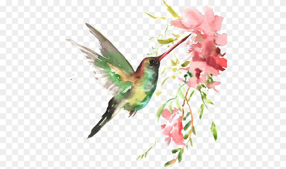 Watercolor Bird Download Hq Clipart Beija Flor Em Aquarela, Animal, Hummingbird, Beak Free Png