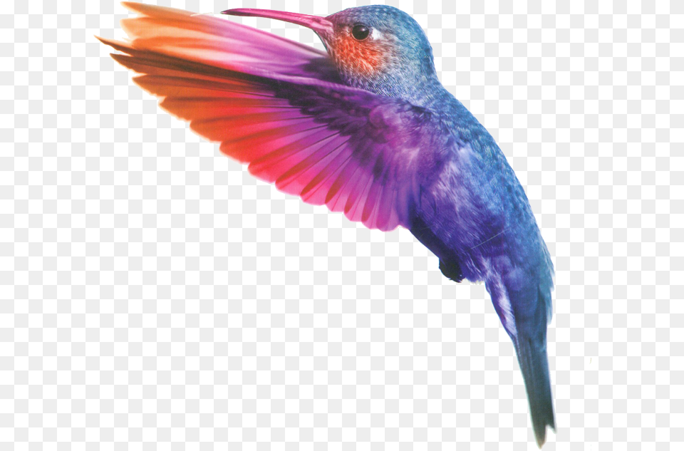 Watercolor Bird Picture Transparent Watercolour Birds, Animal, Hummingbird Free Png Download