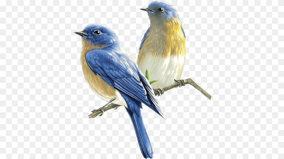 Watercolor Bird Songbird, Animal, Bluebird, Jay, Blue Jay Free Png