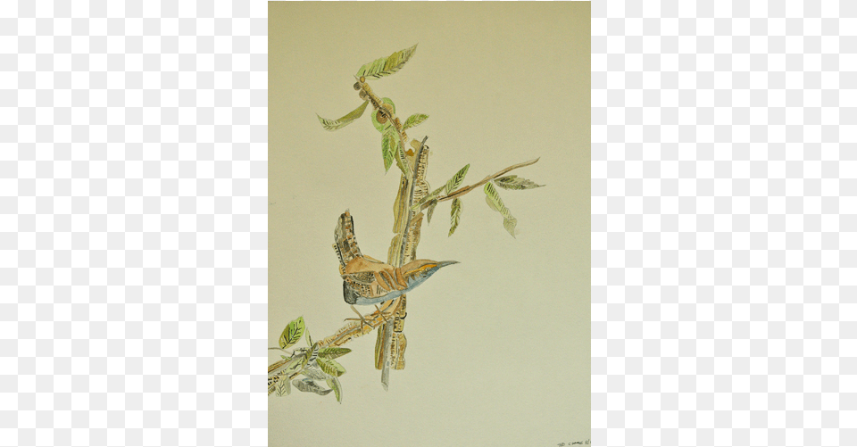 Watercolor Birds 1 Watercolor Painting, Animal, Anthus, Bird, Wren Free Png