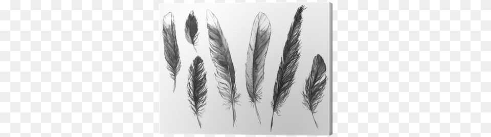 Watercolor Black And White Monochrome Feather Set Isolated Zwart Wit Fotos Veer, Grass, Reed, Plant, Art Free Png Download