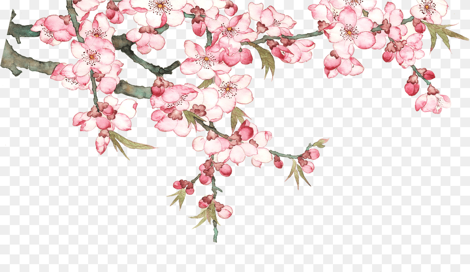 Watercolor Blossom Tree Pixel P, Flower, Plant, Petal, Cherry Blossom Png Image