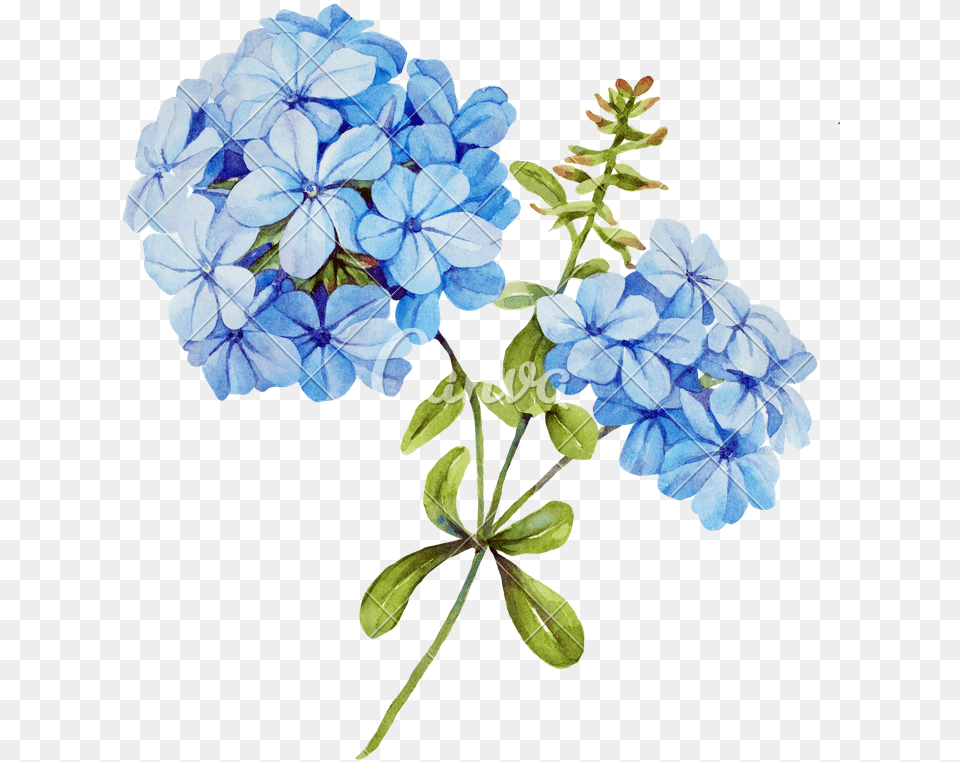 Watercolor Blue Hydrangea, Flower, Geranium, Plant, Acanthaceae Free Transparent Png