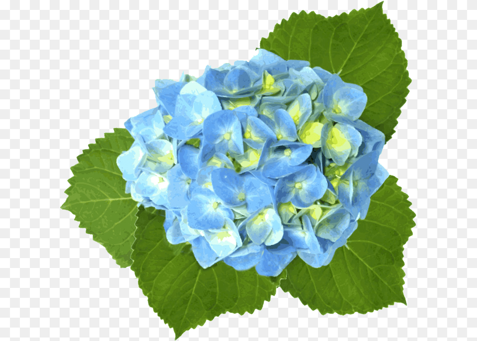 Watercolor Blue Hydrangea Hydrangea Flowers, Flower, Flower Arrangement, Flower Bouquet, Geranium Png