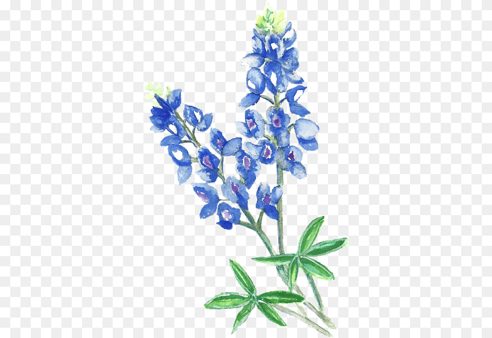 Watercolor Bluebonnets, Flower, Lupin, Plant, Petal Free Png Download