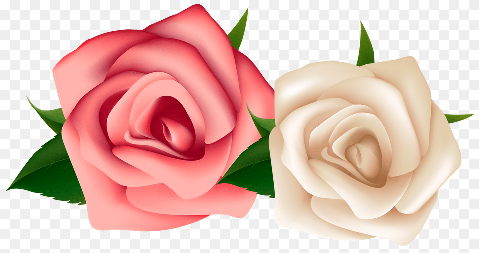 Watercolor Blush Pink And White Roses C Pink And White Roses Free Png