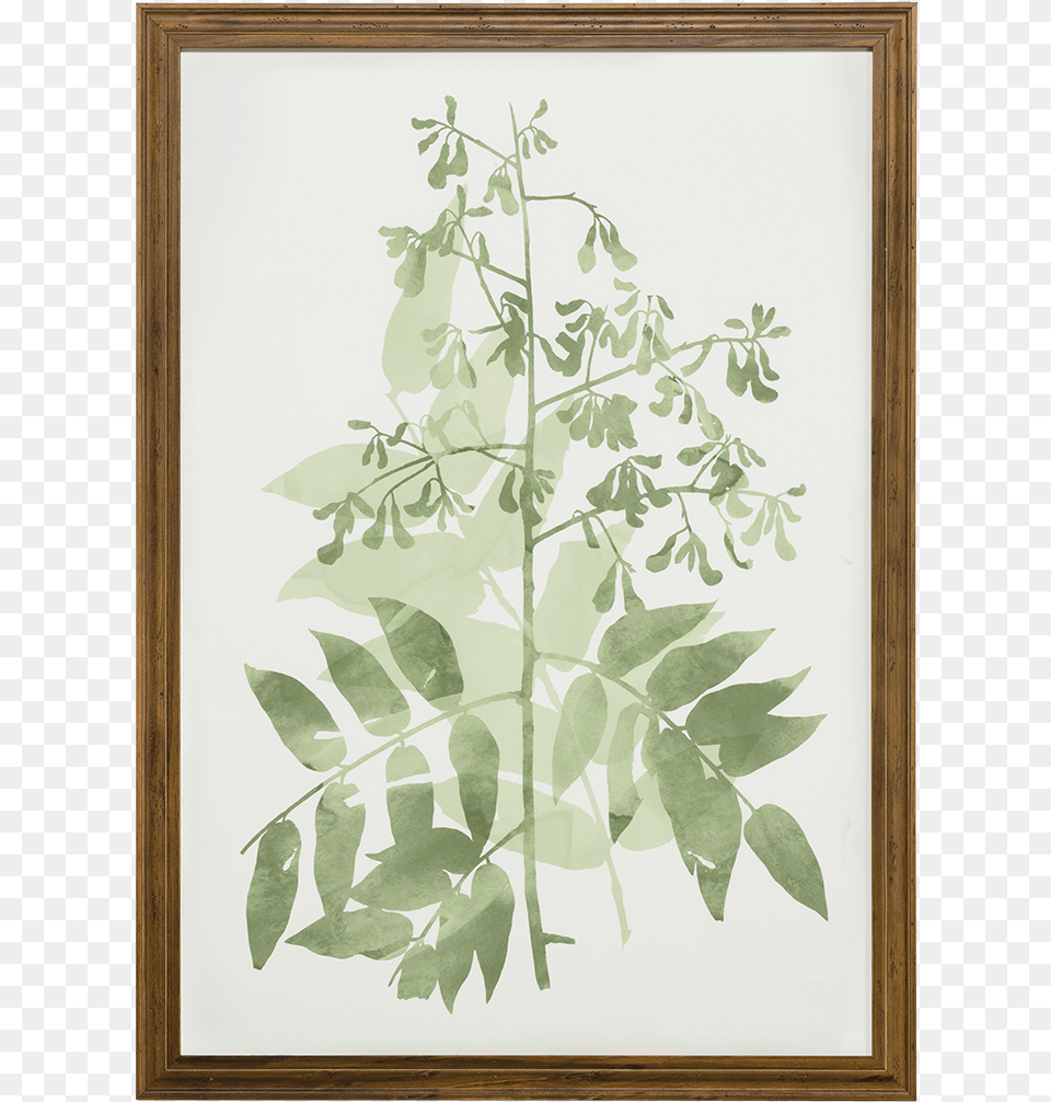 Watercolor Botanical Ii Perforate St John39s Wort, Herbal, Herbs, Leaf, Plant Free Png