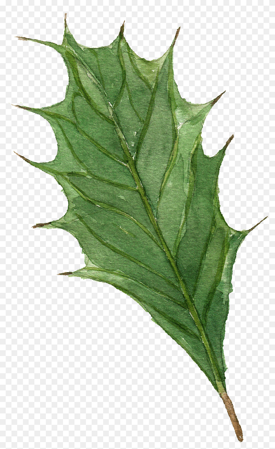 Watercolor Branch Leaves Vector, Leaf, Plant, Tree, Oak Png
