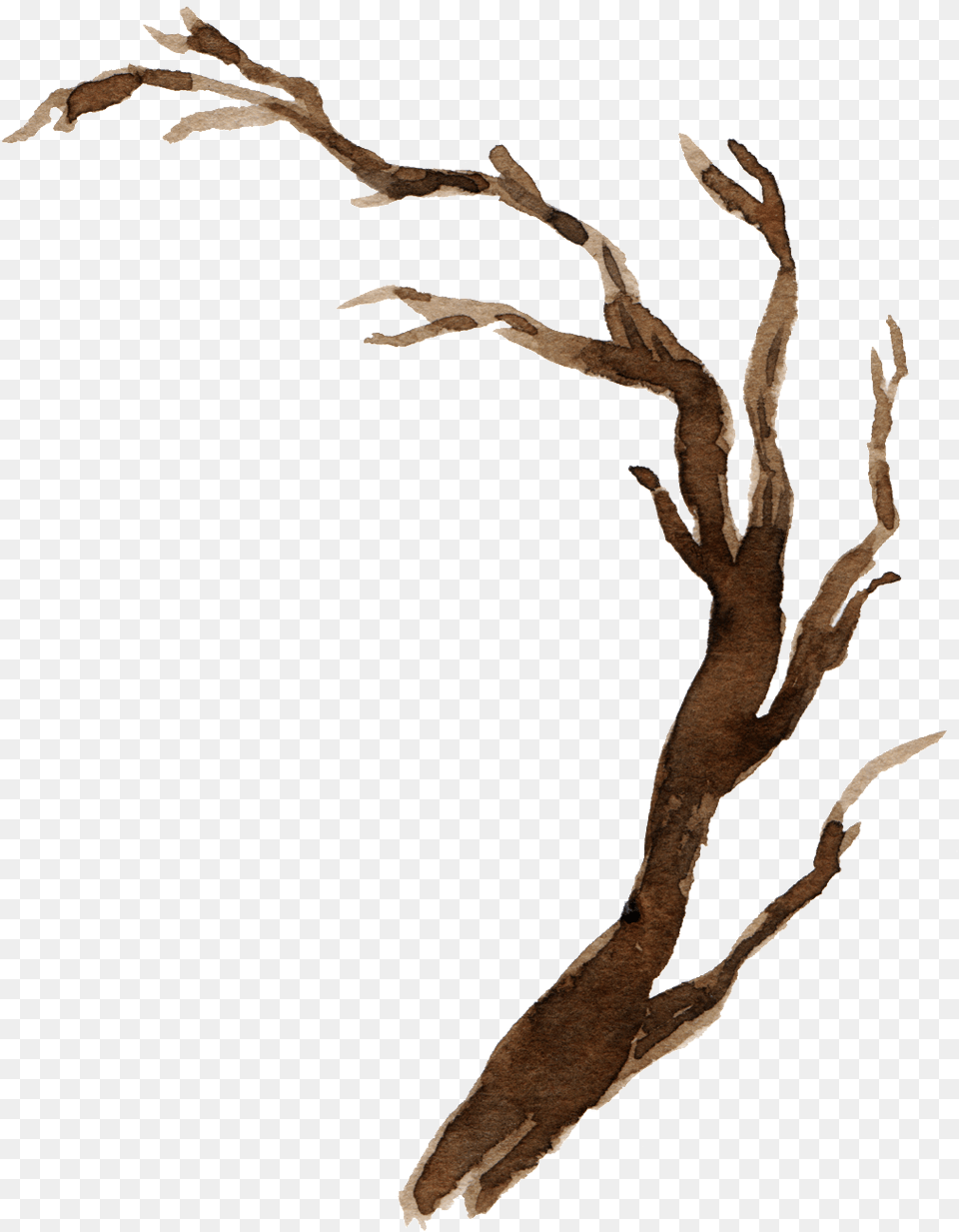 Watercolor Branch Material, Wood, Person, Plant, Tree Png Image