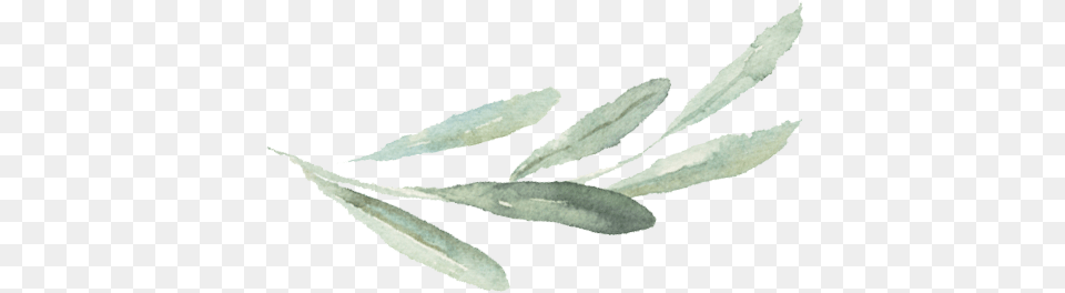 Watercolor Branch Picture Watercolor Olive Branch Simple, Herbs, Plant, Leaf, Herbal Png