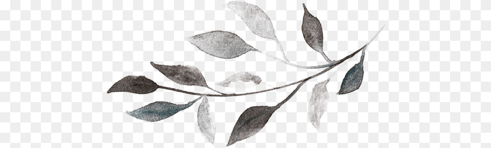 Watercolor Branch Picture Black And White Leaf, Plant, Art, Herbal, Herbs Free Png