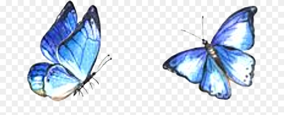 Watercolor Butterflies Sticker Watercolor Butterflies Blue, Animal, Butterfly, Insect, Invertebrate Png Image