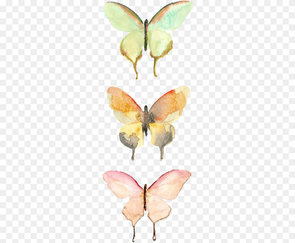Watercolor Butterfly, Animal, Insect, Invertebrate, Moth Png
