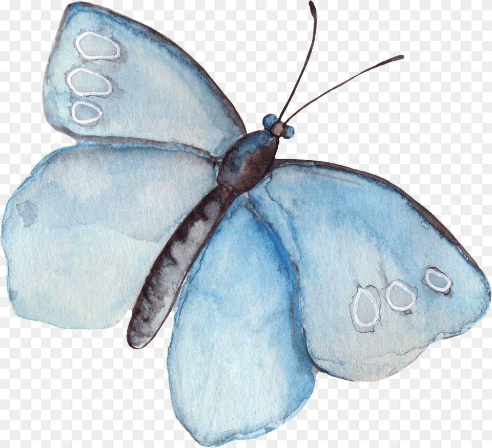 Watercolor Butterfly Clipart Watercolor Butterfly Tumblr Png
