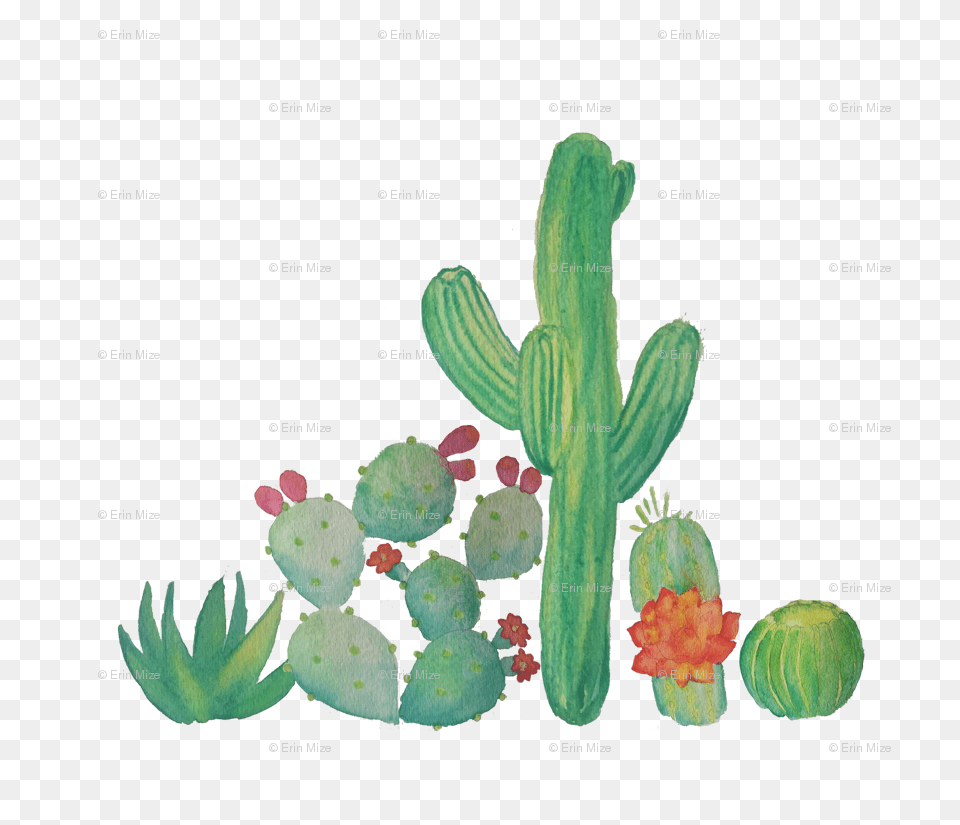 Watercolor Cacti Wallpaper, Plant, Cactus Free Png Download