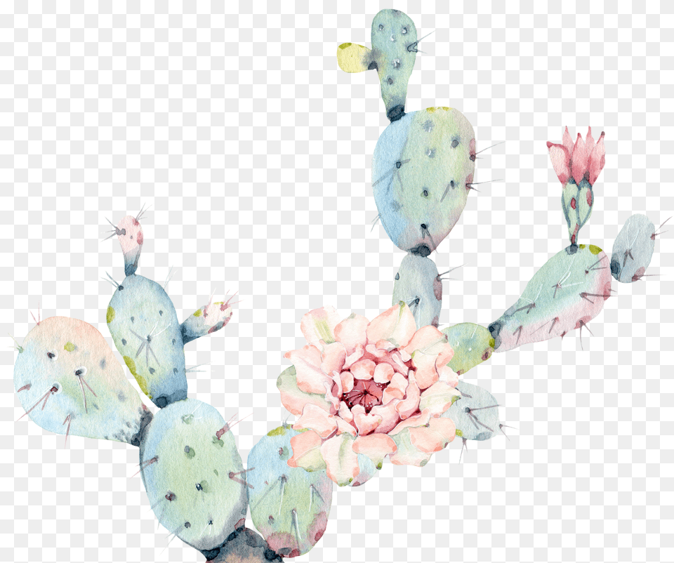Watercolor Cactus Png Image