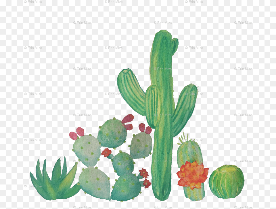 Watercolor Cactus Clip Art, Plant Free Transparent Png