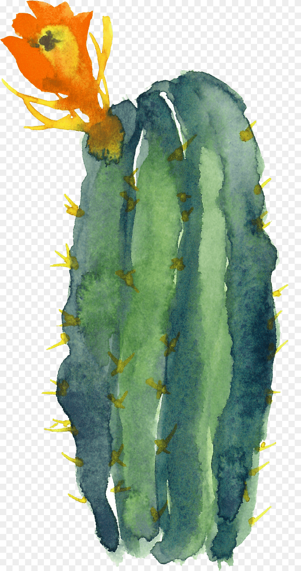 Watercolor Cactus Clipart, Plant Free Png