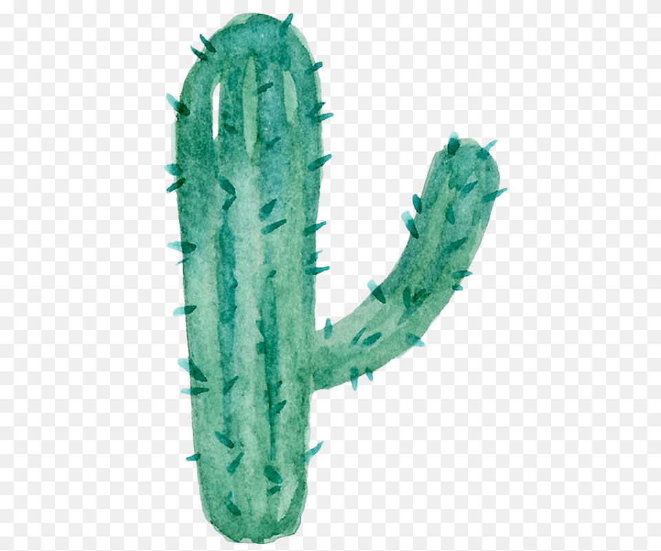 Watercolor Cactus Shape Acanthocereus Tetragonus, Plant Free Transparent Png