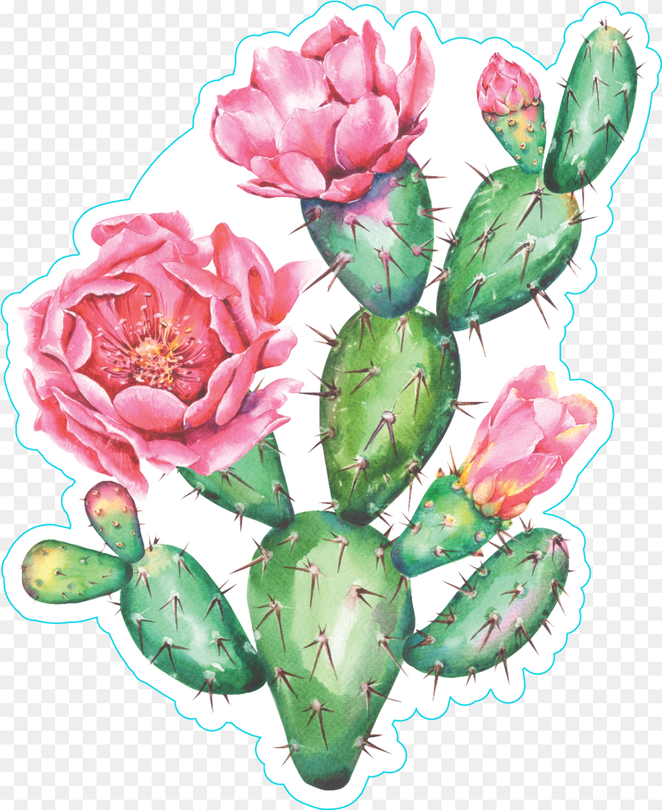 Watercolor Cactus With Beautiful Pink Watercolor Prickly Pear Cactus, Flower, Plant, Rose Free Transparent Png