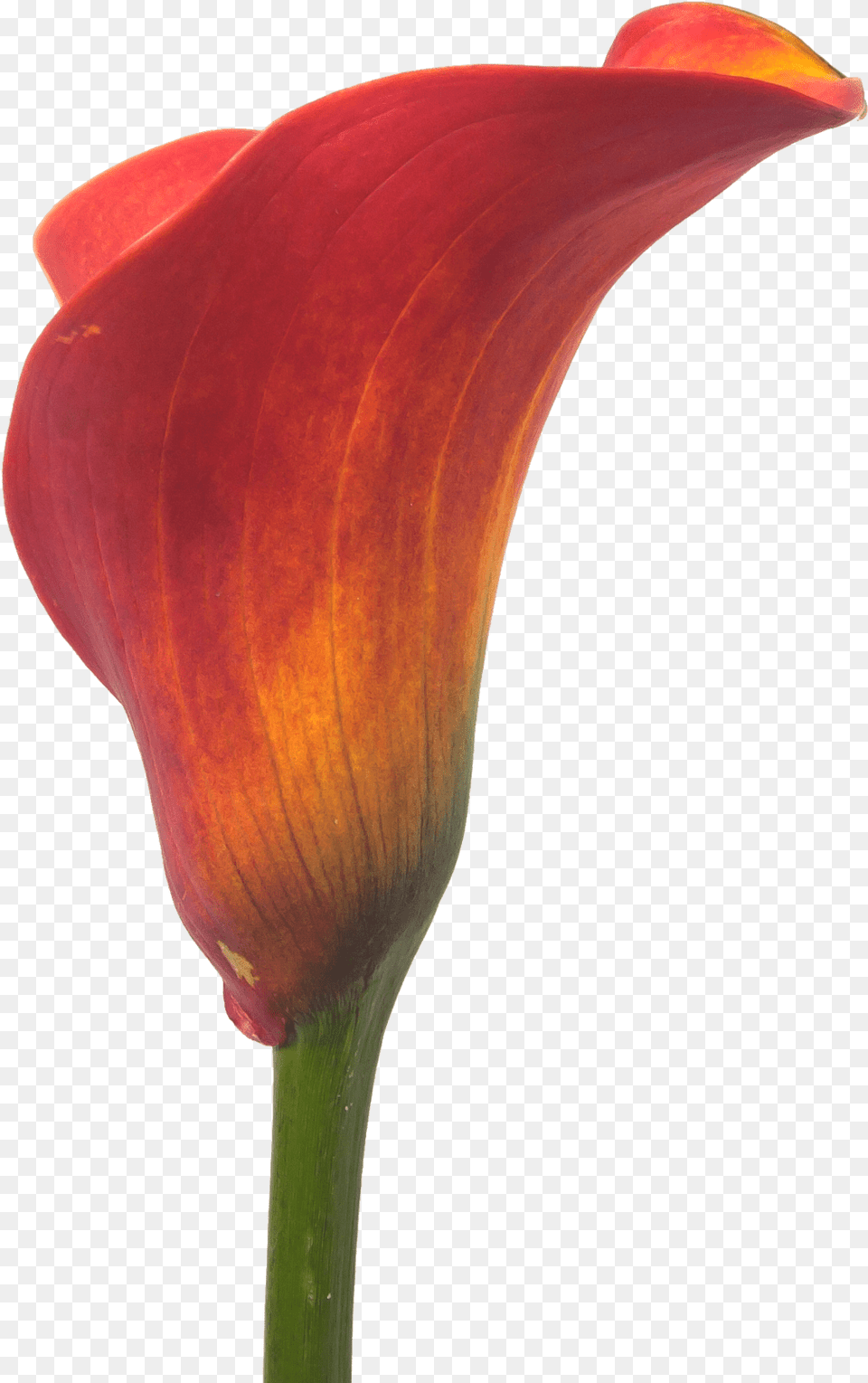 Watercolor Calla Lily Orange Calla Lily, Flower, Petal, Plant, Araceae Free Png Download
