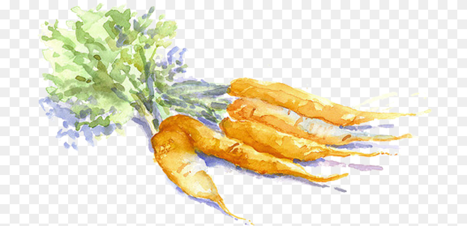 Watercolor Carrot Carrot Watercolor, Food, Produce Png Image