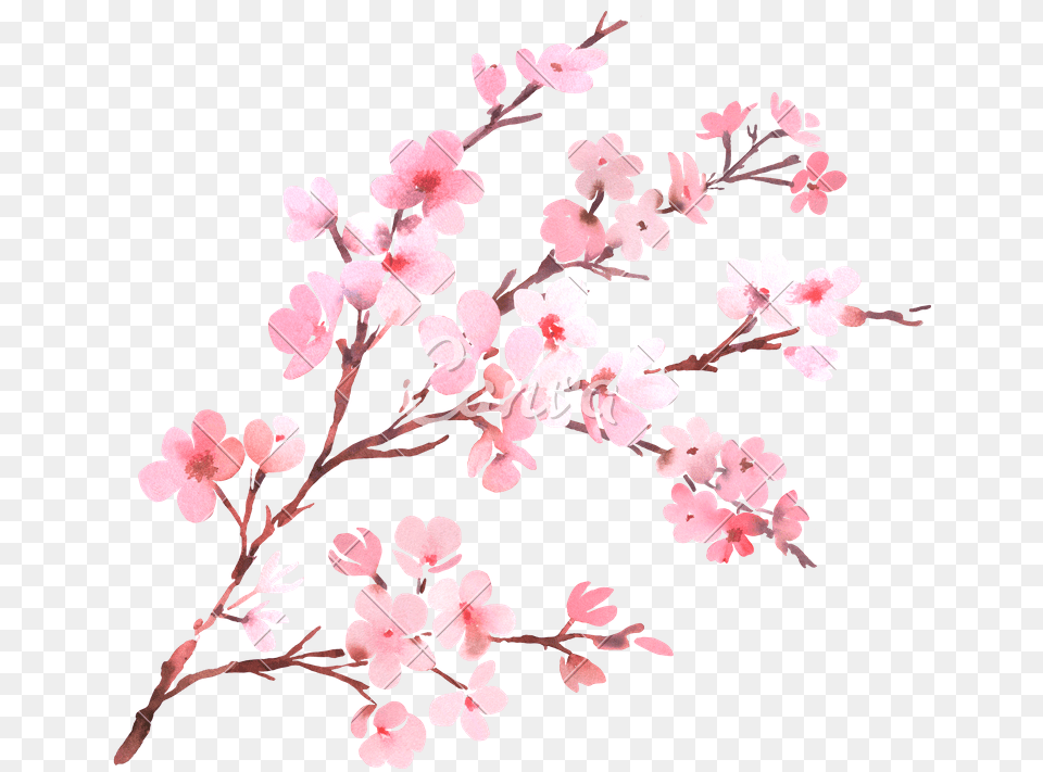 Watercolor Cherry Blossom F Cherry Blossom, Cherry Blossom, Flower, Plant Free Transparent Png