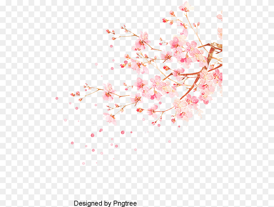Watercolor Cherry Blossom Vector, Flower, Plant, Cherry Blossom, Petal Png Image