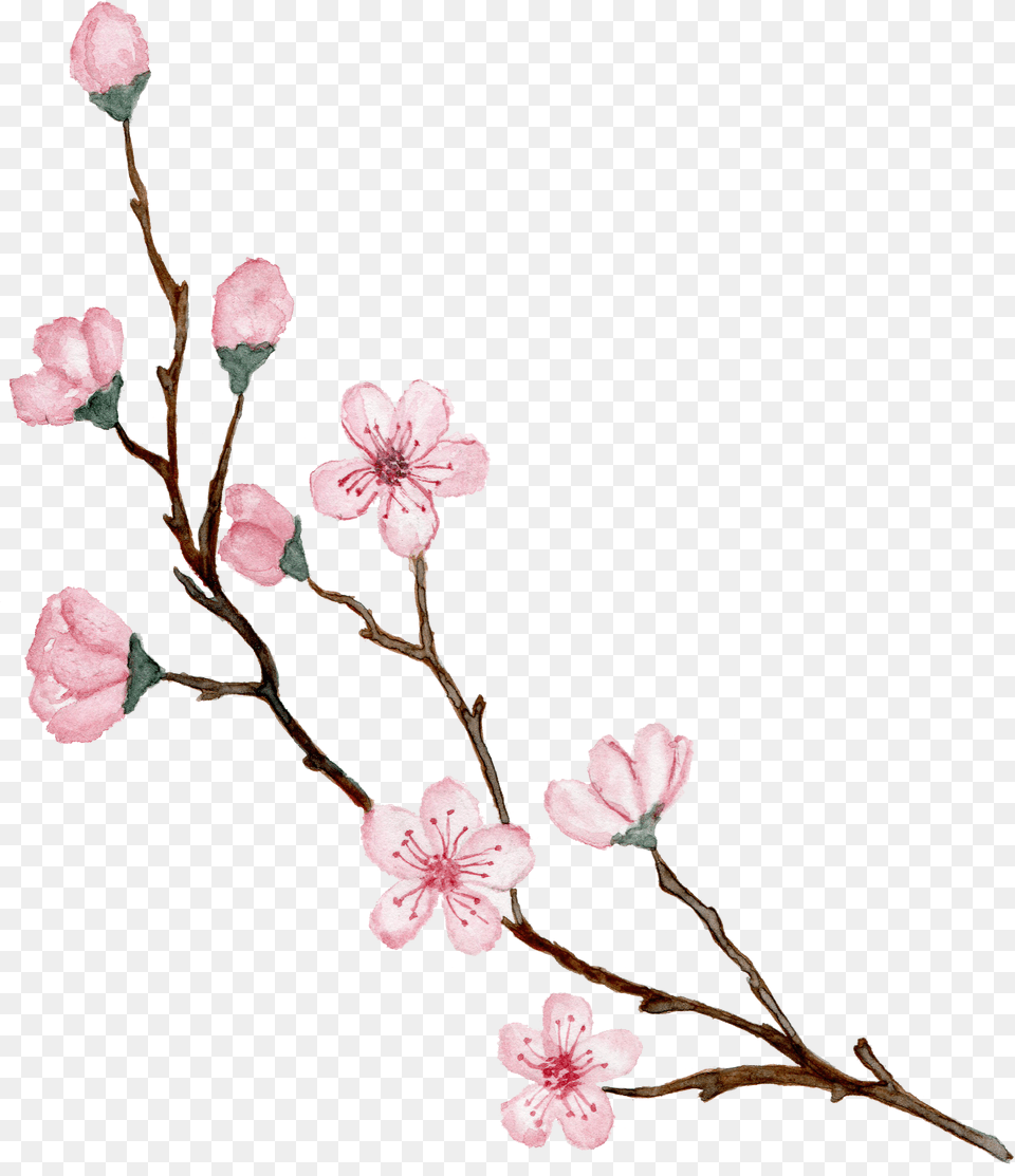 Watercolor Cherry Blossoms Design, Flower, Plant, Cherry Blossom, Rose Png