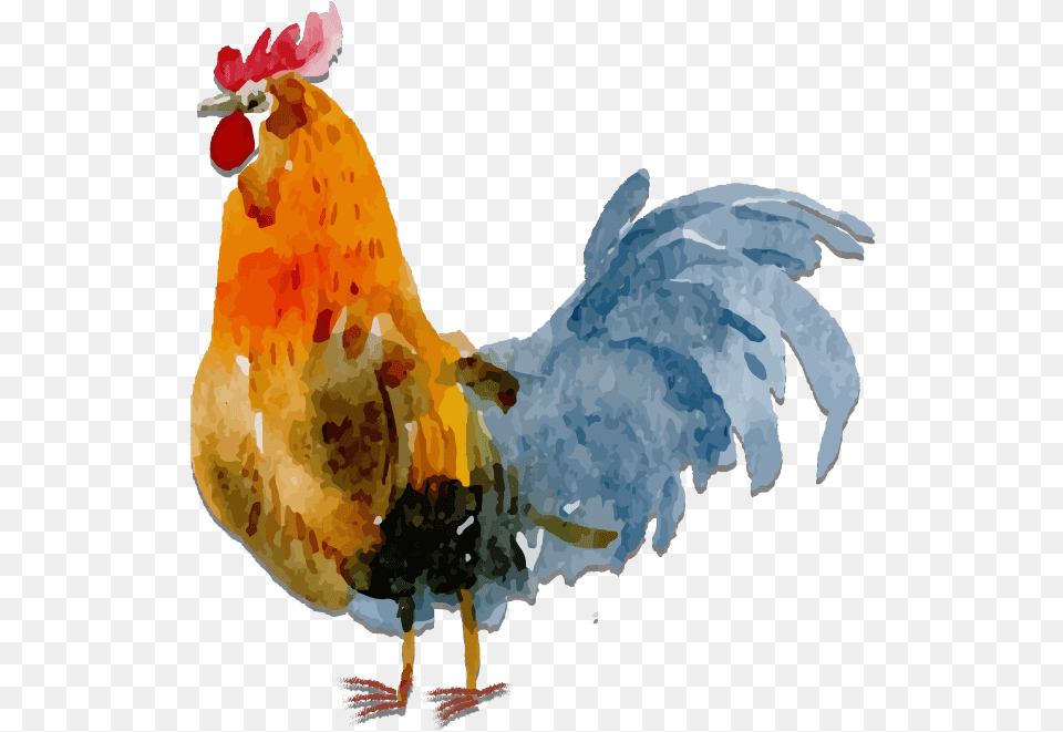 Watercolor Chicken Transparent Background, Animal, Bird, Fowl, Poultry Free Png