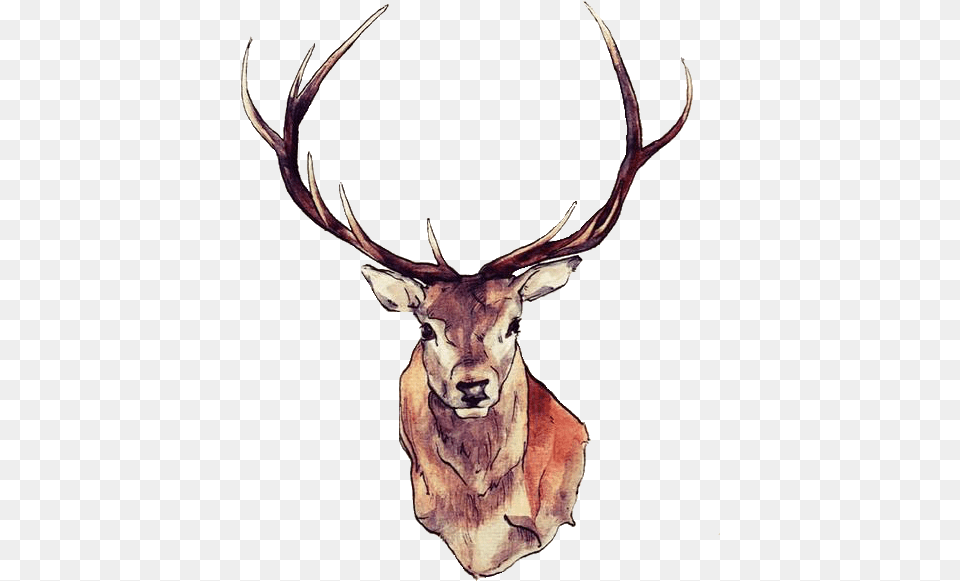 Watercolor Deer Antlers Deer Transparent, Animal, Mammal, Wildlife, Antelope Png Image
