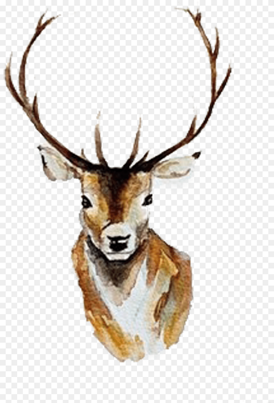 Watercolor Deer Antlers Deer Watercolor Clipart, Animal, Mammal, Wildlife, Antler Png